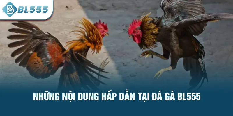 nhung-noi-dung-hap-dan-tai-da-ga-bl555_25